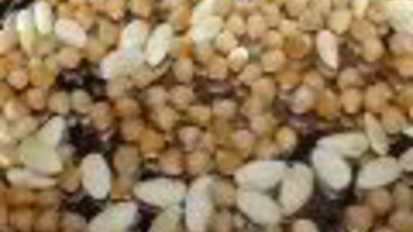 марципановые конфеты из нута, миндаля и фиников