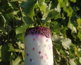 Легкое йогуртовое мороженое