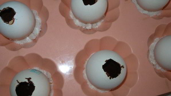 пасхальные брауни в яичной скорлупе