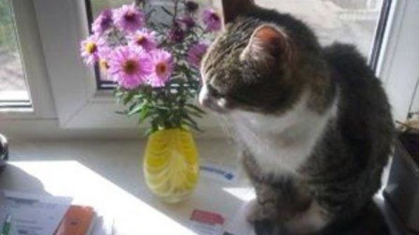 десерт тирамису