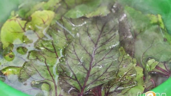 голубцы из свекольной ботвы с булгуром