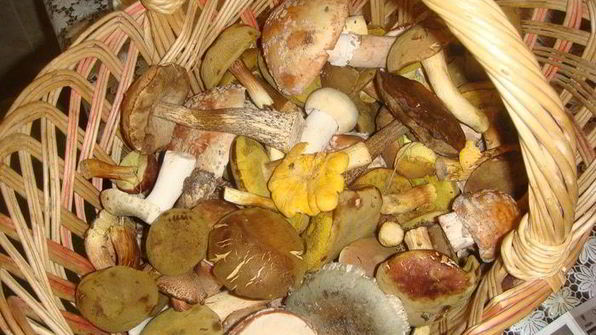 смажанка — грибы в сметане