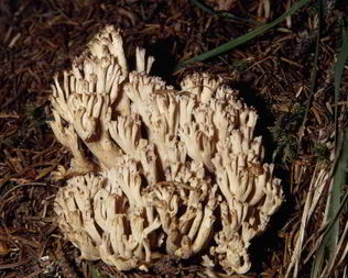 Вареные Грибы рогатики