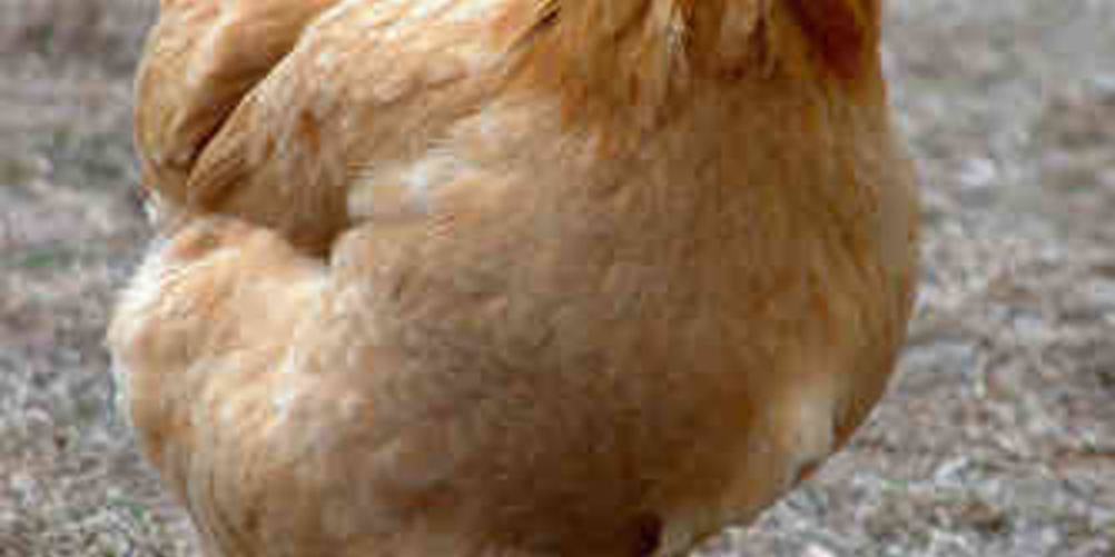 Рецепт курицы на раз, два, три