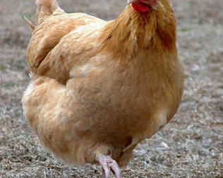 Курица на раз, два, три