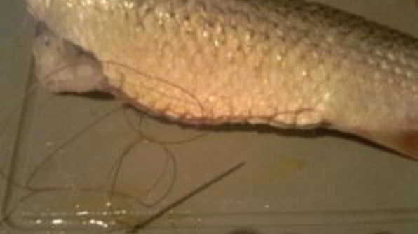 фаршированная кефаль