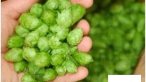 домашнее пиво из свеклы