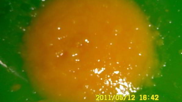 персиковый коктейль солнечный зайчик