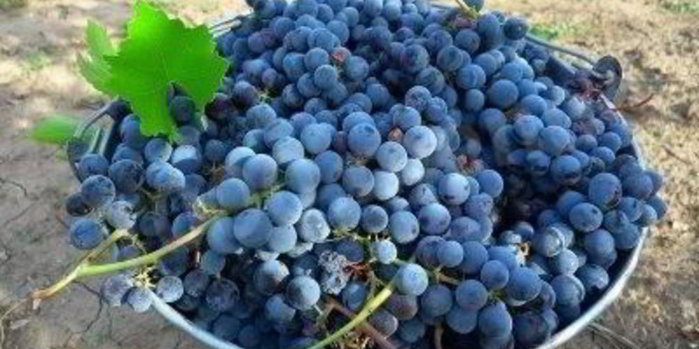 Рецепт виноградного вина