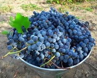 Виноградное вино