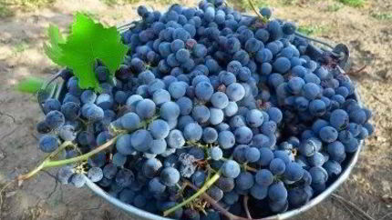 Виноградное вино