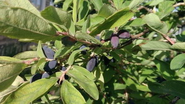 соус из жимолости к мясу