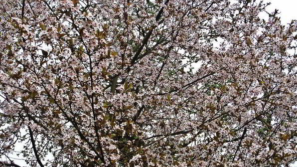 холодник на кефире с маринованной свеклой