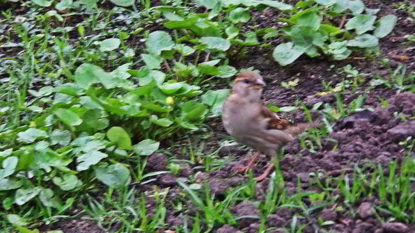 холодник на кефире с маринованной свеклой