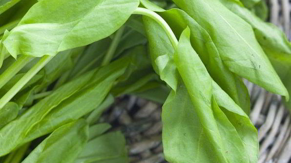 щи из щавеля