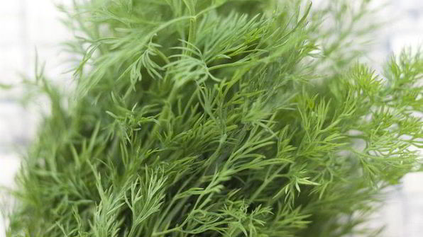 щи из щавеля