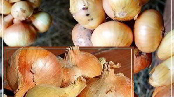 щи кислые с уткой