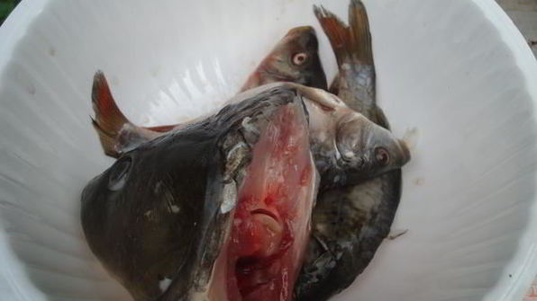 уха из карпа по-царски