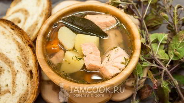 уха из семги