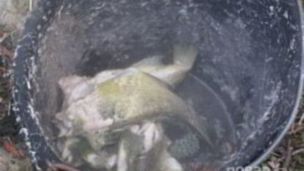 уха на природе