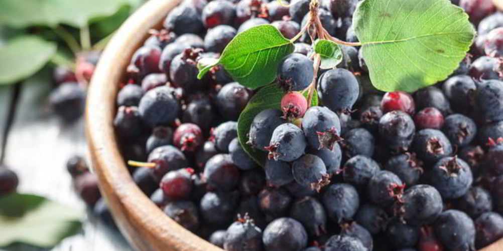 Рецепт пирога с иргой