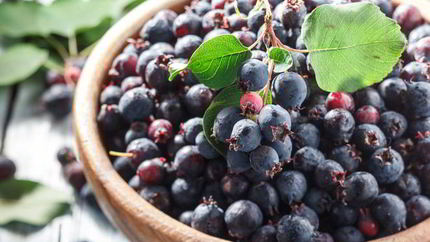 Пирог с иргой