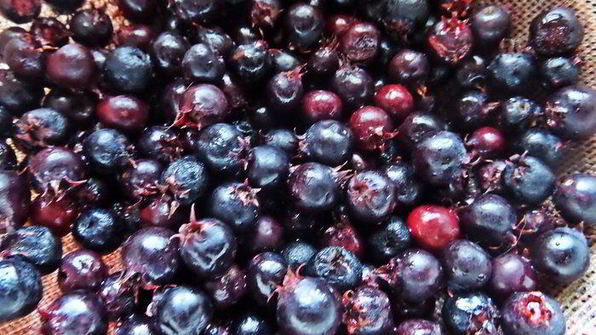 хлебная шарлотка яблочно-ягодная