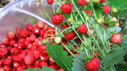 Компот из земляники на зиму