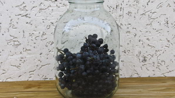 виноградный компот с мятой на зиму