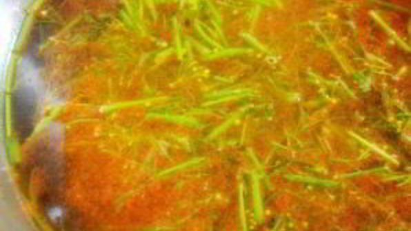 быстрая маринованная капуста с огурцами