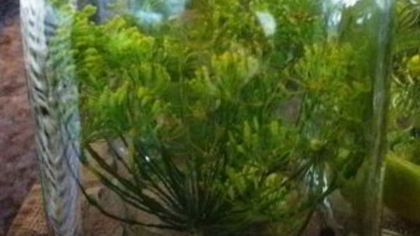 маринованные огурцы хрустящие на зиму