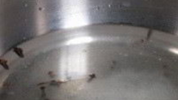 патиссоны, маринованные с помидорами