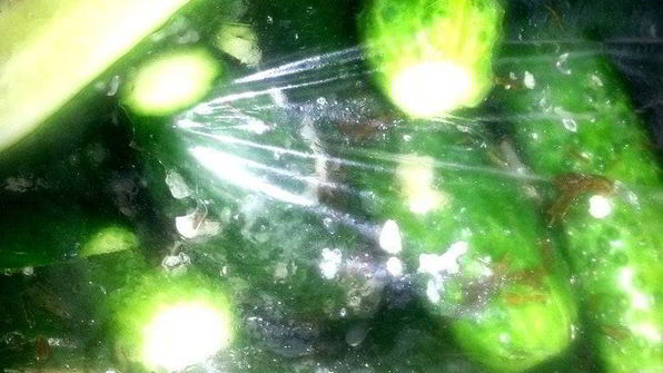 малосольные огурцы всухую