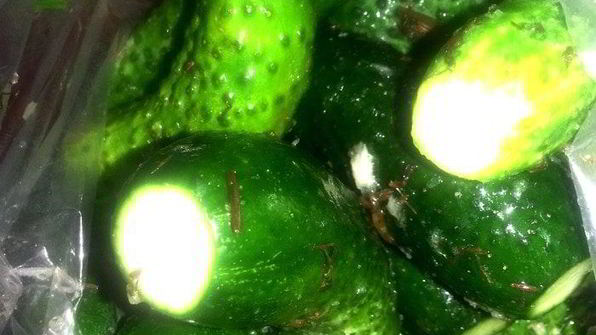 малосольные огурцы всухую