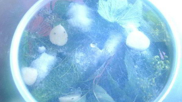 малосольные огурцы всухую