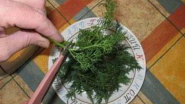 малосольные помидоры