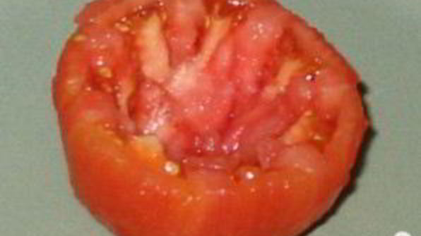 помидор, фаршированный тунцом