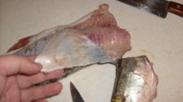 заливное из щуки